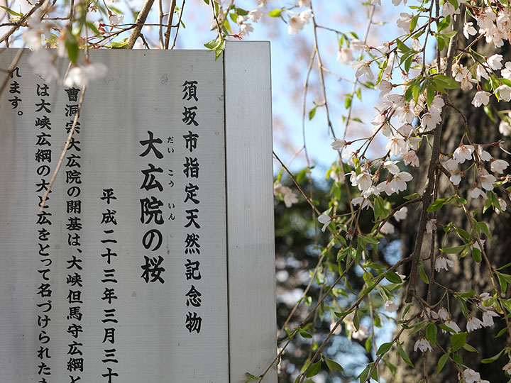 須坂市指定天然記念物のシダレザクラ